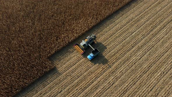 Harvester Pours the Corn After Harvesting Into Field Into Back of Cargo Vehicle alt