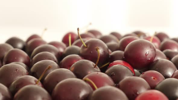 Red Prunus cerasifera fruit close-up 4K 2160p 30fps UltraHD tilting  footage - Slow tilt over fresh  alt