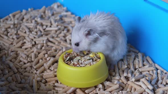 Cute Fluffy Hamster Pet Eating Food