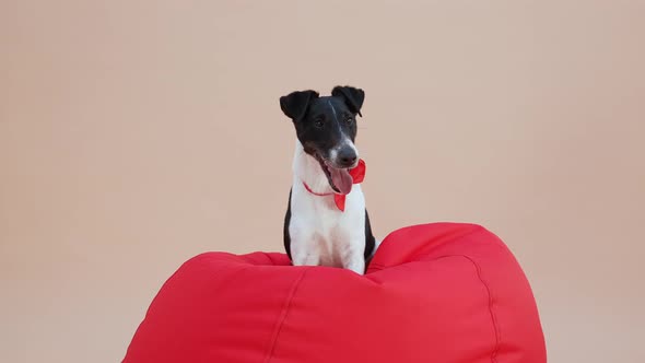 Charming Smooth Fox Terrier Posing in the Studio on a Light Brown Background alt