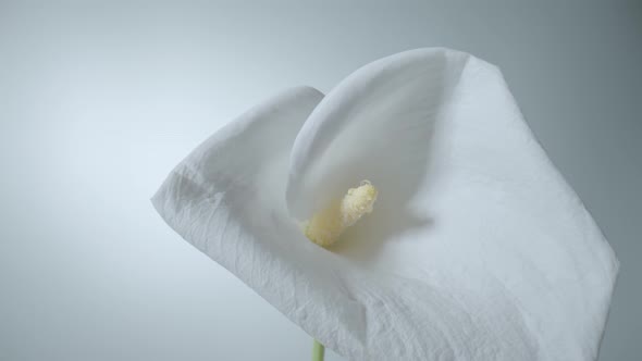 Single White Calla Flower on Stem on White Background alt
