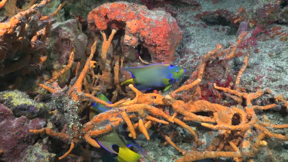 Two Queen angelfish (Holacanthus ciliaris) on colorful coral reef Cozumel Caribbean Sea Mexico alt