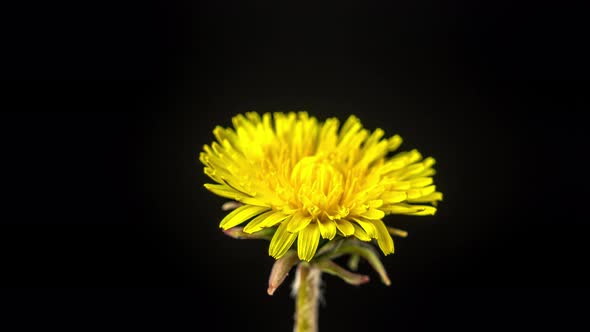 Dandelion Blossom Timelapse on Black alt