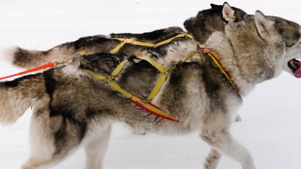 Husky sled dog pulls harness