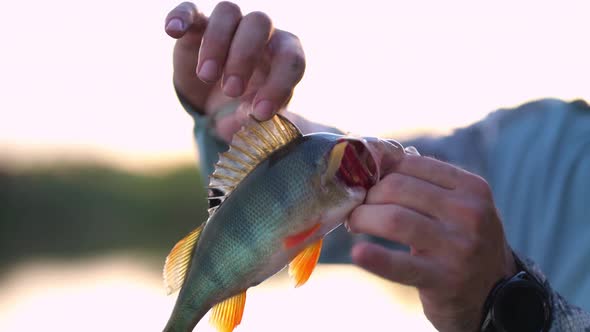 Angler Fisherman Holds Perch Fish