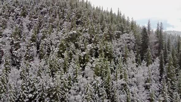 Forest In Winter Season With Snow