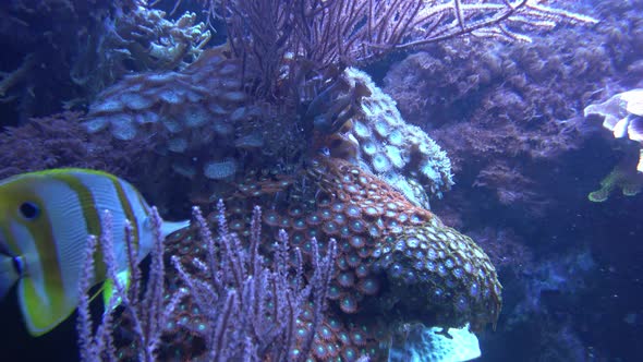 Sea anemones showing the texture and tentacles