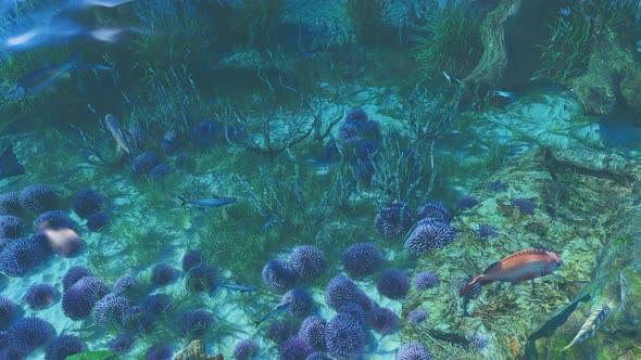 Coral Reefs 2k