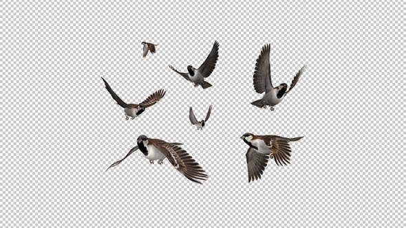Sparrow Birds - Flock of 7 Random Flying Over Screen - Transparent Transition - Alpha Channel