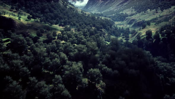 Endless Forests in Sunny Day with Perspective in Color alt