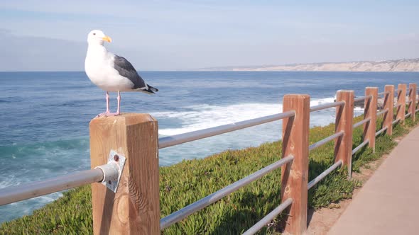Ocean Waves on Beach Sea Water Surface California USA alt