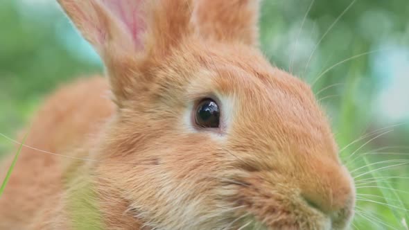 Portrait of a Funny Red Rabbit on a Green Young Juicy Grass in the Spring Season in the Garden with alt