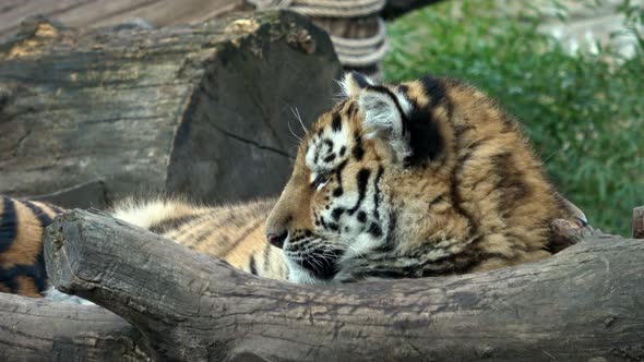 Tiger cub. Siberian tiger, Panthera tigris altaica.