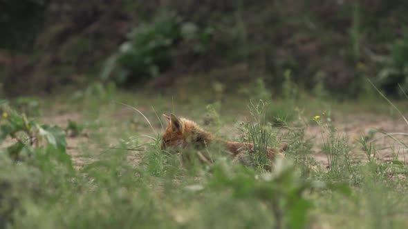 Wild fox lying on ground covered with green grass stems, distance static view alt