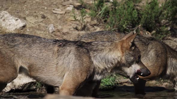 Wolfs in the Pond in Super Slow Motion