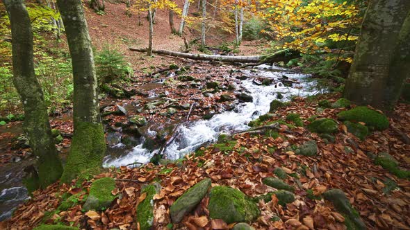 Mountain River with Autumn Logs and Leaves