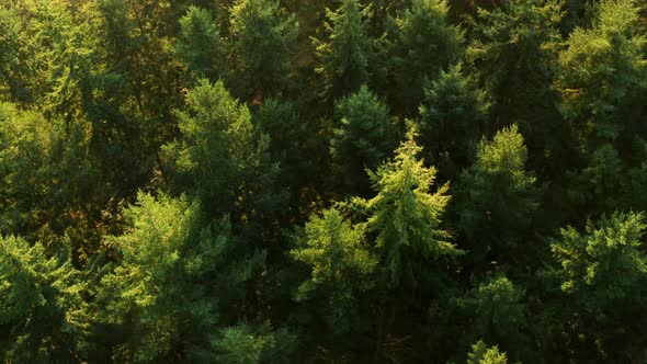 Looking down onto a pine forest at sunrise