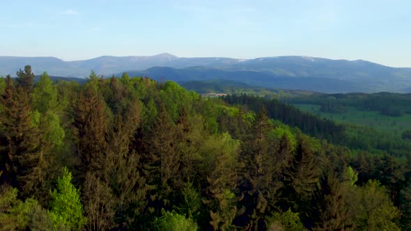 Flying Above Forest 