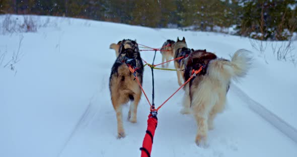 Husky Dogs Run Along the Snowy Road and Pull the Sled Bushy Tails Wagging alt