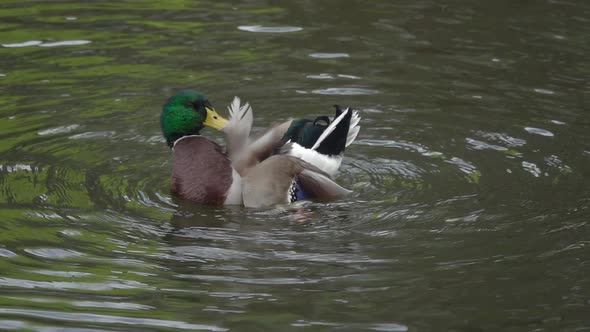 Duck Swims and Cleans Feathers