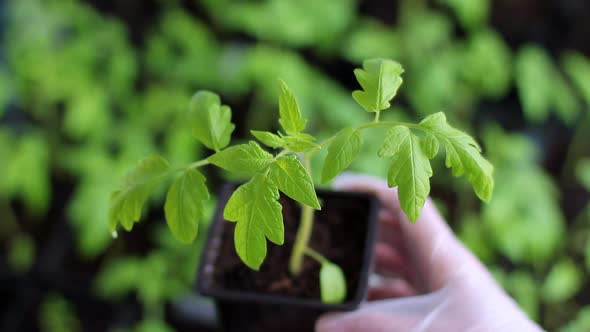 Female Hands in Gloves Carefully Hold a Tomato Seedling with Dew Drops