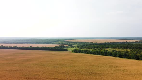 Wheat Fields Aerial View
