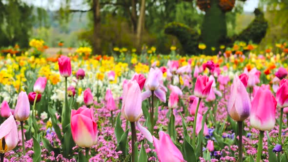 Colorful Blooming Bougainvilleas 1 alt