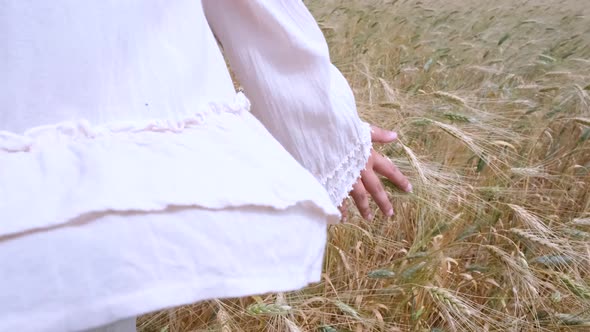 Woman's hand moving through wheat field. Wheat swaying in the wind alt