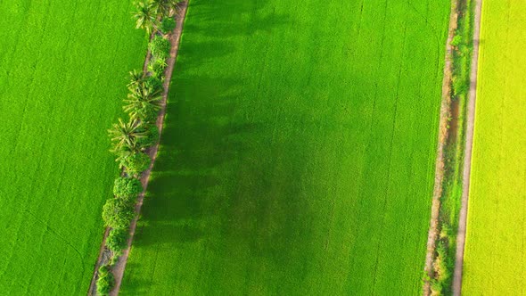 The sapling of the green rice plant. Video of fresh spring rice field alt