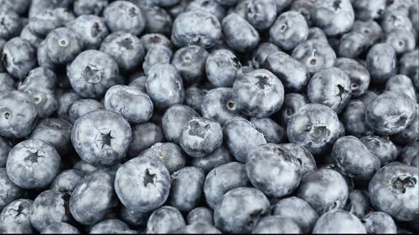 Freshly Harvested Blueberries Fruit Background.