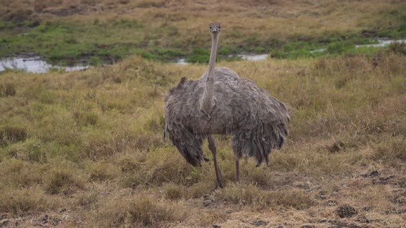 Brown ostrich in Ngorongoro National Park, Tanzania. Slow motion cinematic. Africa 4K alt