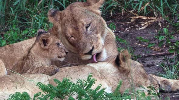 Adorable behaviour of a lioness grooming and interacting with her cubs in the wilderness of Africa alt