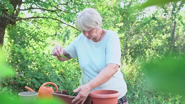 Gardening at Home alt