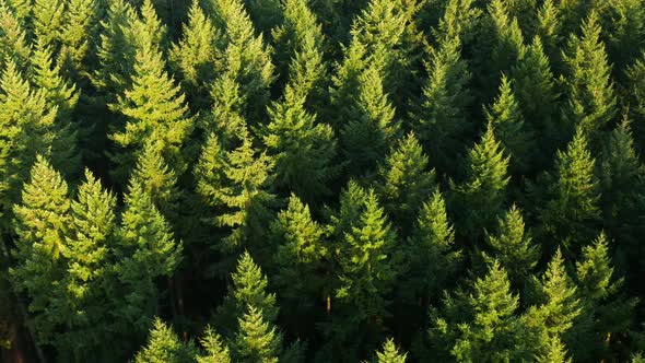 Pine forest at sunrise from the air