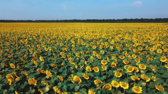 Sunflower Flowers Close Up alt