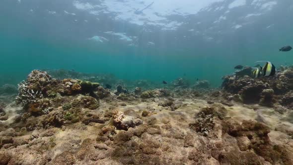 Coral Reef and Tropical Fish alt