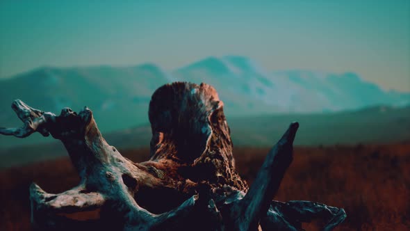 Old Tree Stump Trunk on the Hill at Sunset alt