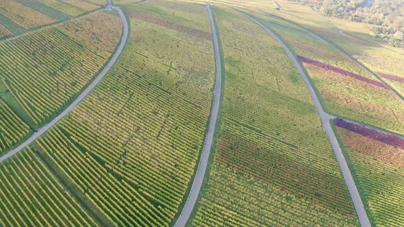 Vineyards at Kappelberg in autumn, Rems valley, Germany alt