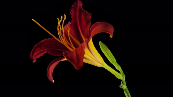 Time Lapse of a Day Lily blooming and then dying alt