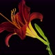 Time Lapse of a Day Lily blooming and then dying - VideoHive Item for Sale