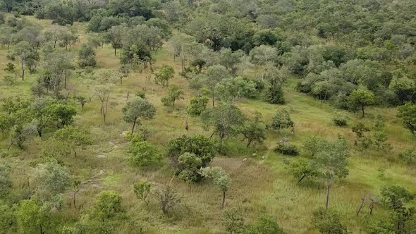 Aerial Shot of the Group of Giraffes Run Through the African Savannah and Feed on an Overcast Day. M alt