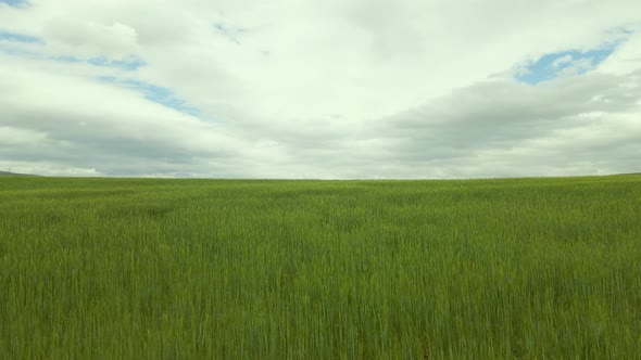 Field Of Wheat alt