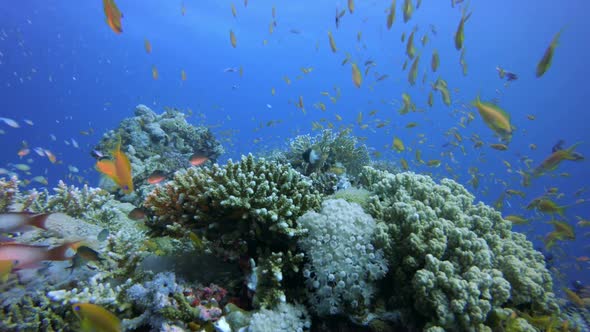 Tropical Coral Reefs alt