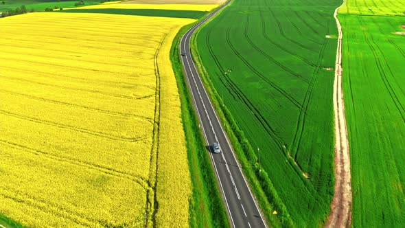 Amazing field of rapeseed in Poland countryside. alt