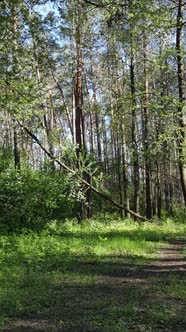 Vertical Video of Green Forest During the Day alt