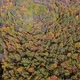 Aerial top view forest - VideoHive Item for Sale