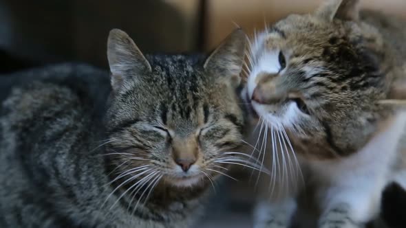 Grey cat lying in bed with cardboard heart. alt