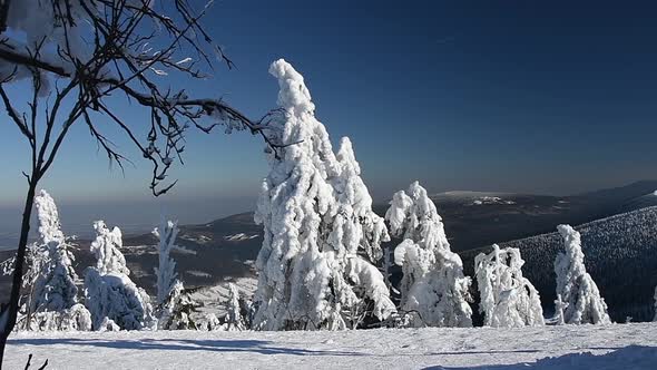 Winter Forest In The Mountains