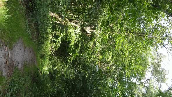 Vertical Video of a Beautiful Forest in Summer alt
