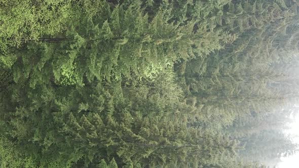 Vertical Video Aerial View of Trees in the Forest alt
